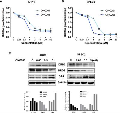 ONC206, an Imipridone Derivative, Induces Cell Death Through Activation of the Integrated Stress Response in Serous Endometrial Cancer In Vitro